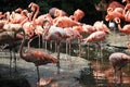 Group greater flamingo, Phoenicopterus roseus