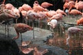 Group greater flamingo, Phoenicopterus roseus