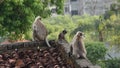 Group of grey langur or Hanuman langur or Semnopithecus on the roof.