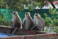 Group of grey langur or Hanuman langur or Semnopithecus on the roof.