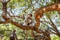 Close up of group of grey langur monkeys climbing in branches