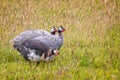 Close up of a group of 3 Guinea Fowl in field in countryside