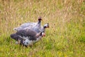 Close up of a group of 3 Guinea Fowl in field in Cornish countryside