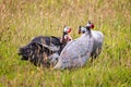 Close up of a group of 4 Guinea Fowl in field in countryside