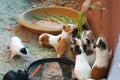 A group of guinea pig eating some food Royalty Free Stock Photo
