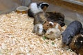 Close-up of a group of guinea pigs with copy space.