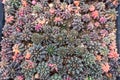 Close-up Group of Gymnocalycium mihanovichii cactus. Many cactus plants on the pot at cactus farm house.Cultivation of beautiful Royalty Free Stock Photo