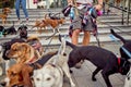 Close up of a group of happy dogs led by dog walkers. Pets, walkers, service Royalty Free Stock Photo