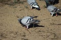 Group homing pigeon, Columba livia
