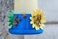 Close-up of group of honey bees gathering sugar water from a hummingbird feeder