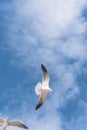 Group seagulls are flying on the cloud blue sky Royalty Free Stock Photo