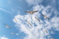 Group seagulls are flying on the cloud blue sky Royalty Free Stock Photo