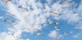 Group seagulls are flying on the cloud blue sky Royalty Free Stock Photo