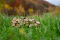 Close up of a group of many Mycena mushrooms growing in the grass Royalty Free Stock Photo