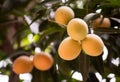 Close up group of Maprang or Bouea macrophylia or Griffith,local Thai fruit growing up in the garden ,fresh and sweet. Royalty Free Stock Photo