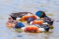 Close up of a group of Northern shoveler Spatula clypeata ducks feeding in the waters of south San Francisco bay area, Palo Alto Royalty Free Stock Photo