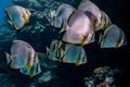 Close up of a group of Orbicular spadefish Royalty Free Stock Photo