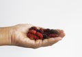 Close up for group of organic mulberry, Black ripe and Red unripe mulberries  on a white background Royalty Free Stock Photo