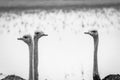 Close up of a group of Ostriches.