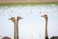 Close up of a group of Ostriches.