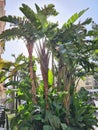 close-up of a group of palm trees