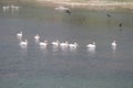Close up of group of pelicans floating on a lake in India Royalty Free Stock Photo