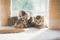 Close up Group persian kittens sitting on cat tower