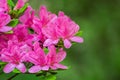 A Close-up of a Group Pink Azalea Flowers