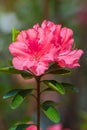 A Close-up of a Group Pink Azalea Flowers