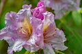 Close-up of a Pink Azalea Flowers