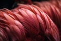 a close up of a group of pink birds with long feathers