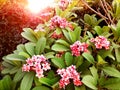 Close up group of pink plumeria flower on branch tree Royalty Free Stock Photo