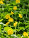 Close up of Group of Pinto Peanut or Arachis Pintoi on Nature Background Royalty Free Stock Photo