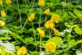 Close up of Group of Pinto Peanut or Arachis Pintoi on Nature Background Royalty Free Stock Photo