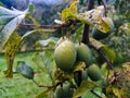 Close up of a group of plums on a branch after rain. Damaged leaves next to plums