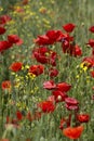 Close up of group of poppies in Hungary