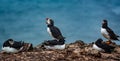 Close up of puffins on cliff edge