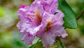 A Close-up of a Group Purple Azalea Flowers Royalty Free Stock Photo