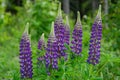 Close up of a group of purple Lupin flowers in a green summer environment