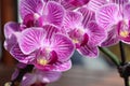 Close-up of a group of purple orchid flowers.