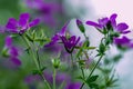 Close up of a group of purple Wood CraneÃÂ´s bill flowers Royalty Free Stock Photo