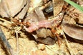 Close up group red ant is animal bug wildlife and attack earthworm for food Royalty Free Stock Photo