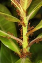 Close up group red ant on stick tree in nature at thailand Royalty Free Stock Photo