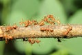 Close up group red ant on stick tree in nature at thailand Royalty Free Stock Photo