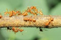 Close up group red ant on stick tree in nature at thailand Royalty Free Stock Photo