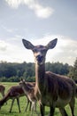 Close up of group of red deer and a doe standing in a clearing eating grass Royalty Free Stock Photo