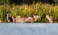 Close up of a group of red deer hinds standing in water Royalty Free Stock Photo