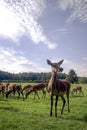 Close up of group of red deer standing in clearing eating grass Royalty Free Stock Photo