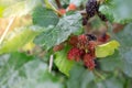 Close up group of red Mulberry at branch on tree Royalty Free Stock Photo