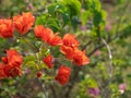 Close up Group of Red Orange Bougainvillea Flowers Isolated on Nature Background, Selective Focus Royalty Free Stock Photo